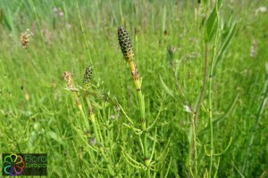 Equisetum palustre (2)7.jpg_product_product_product